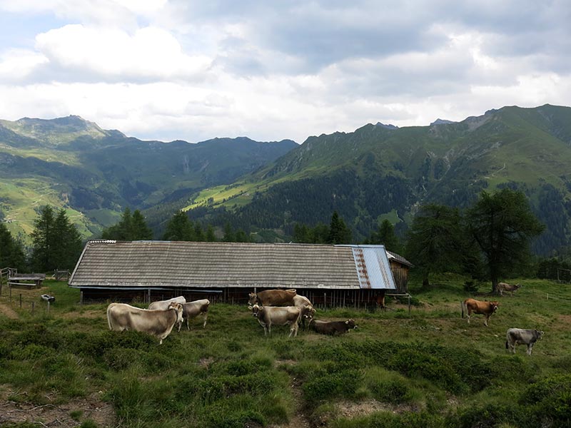 Schafseitenspitze